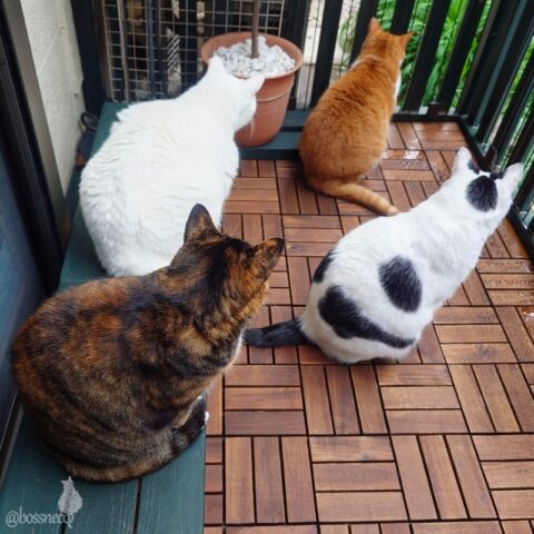 coco & fumi & Lin & Ryu