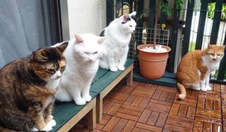 coco & fumi & Lin & Ryu