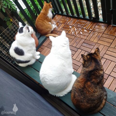 coco & fumi & Lin & Ryu