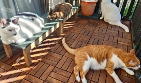 coco & fumi & Lin & Ryu