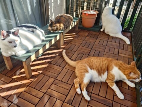 coco & fumi & Lin & Ryu