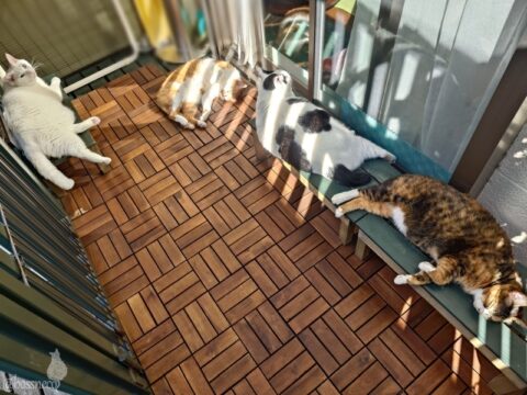 coco & fumi & Lin & Ryu