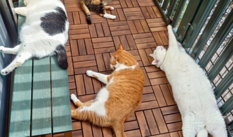 coco & fumi & Lin & Ryu