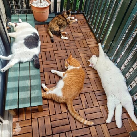 coco & fumi & Lin & Ryu