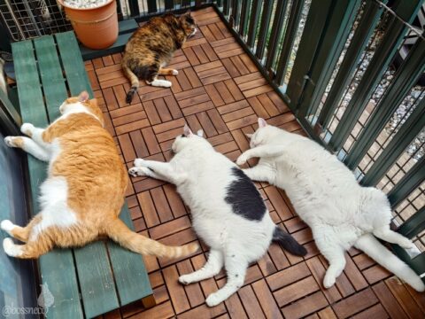 coco & fumi & Lin & Ryu