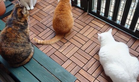 coco & fumi & Lin & Ryu