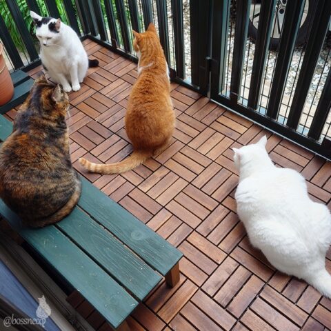 coco & fumi & Lin & Ryu