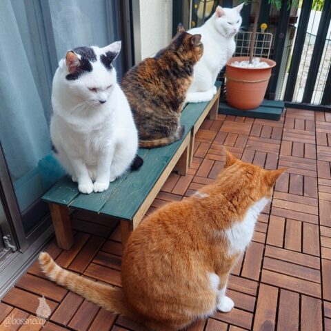 coco & fumi & Lin & Ryu