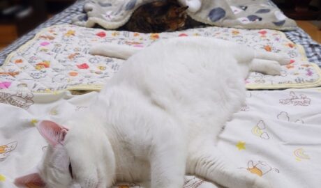 coco & fumi & Lin & Ryu