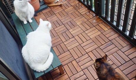 coco & fumi & Lin & Ryu