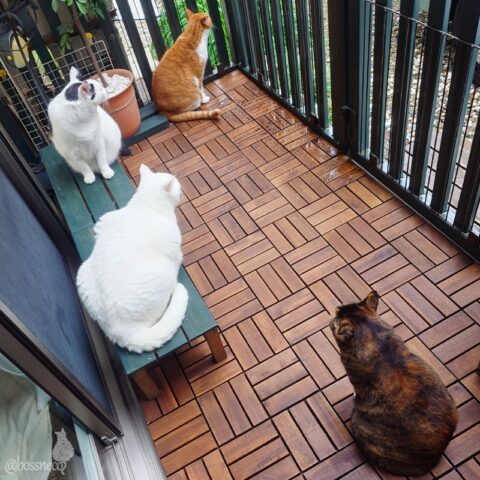 coco & fumi & Lin & Ryu