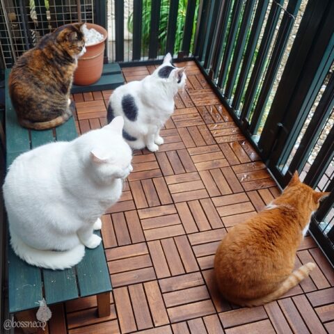 coco & fumi & Lin & Ryu