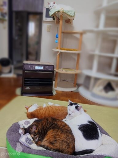 coco & fumi & Lin & Ryu