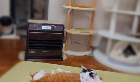 coco & fumi & Lin & Ryu