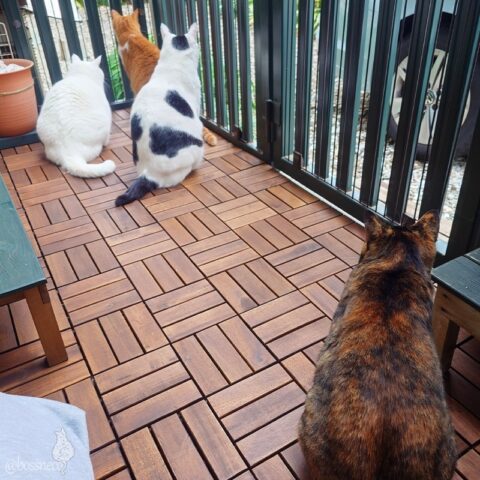 coco & fumi & Lin & Ryu