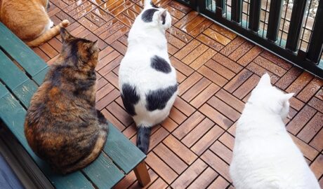 coco & fumi & Lin & Ryu