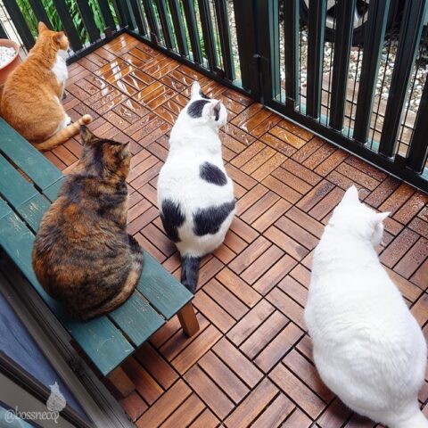 coco & fumi & Lin & Ryu