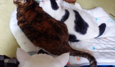 coco & fumi & Lin & Ryu