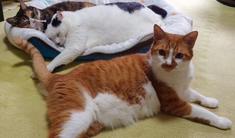 coco & fumi & Lin & Ryu