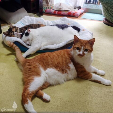 coco & fumi & Lin & Ryu