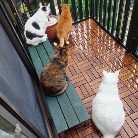 coco & fumi & Lin & Ryu