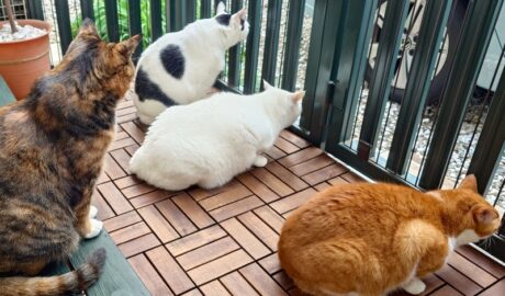 coco & fumi & Lin & Ryu