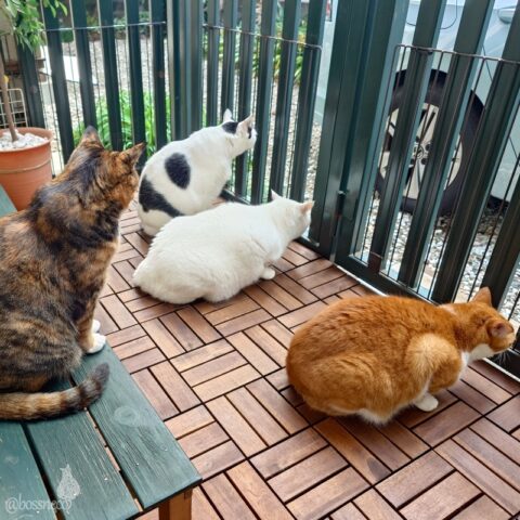 coco & fumi & Lin & Ryu