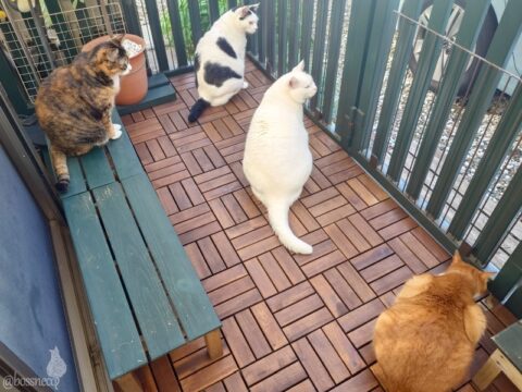 coco & fumi & Lin & Ryu