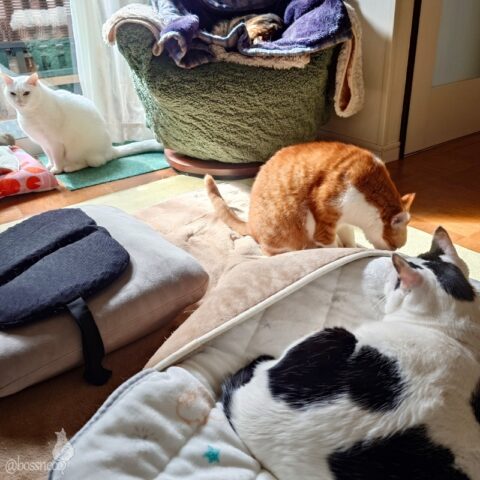 coco & fumi & Lin & Ryu