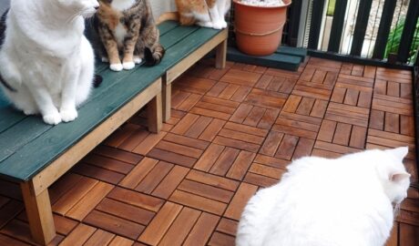 coco & fumi & Lin & Ryu