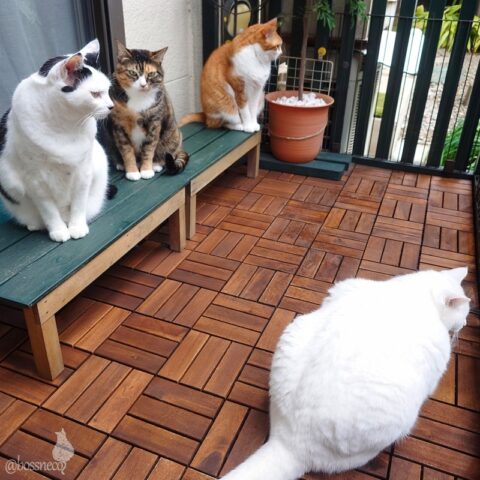 coco & fumi & Lin & Ryu