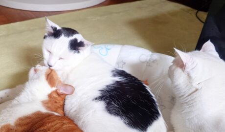 coco & fumi & Lin & Ryu