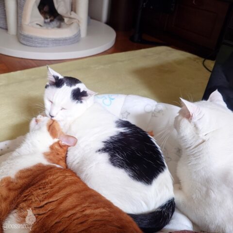 coco & fumi & Lin & Ryu