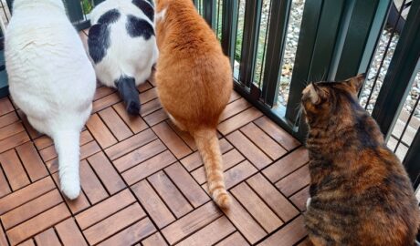 coco & fumi & Lin & Ryu