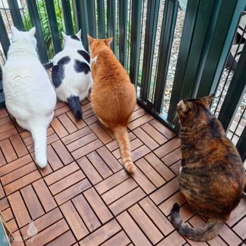 coco & fumi & Lin & Ryu