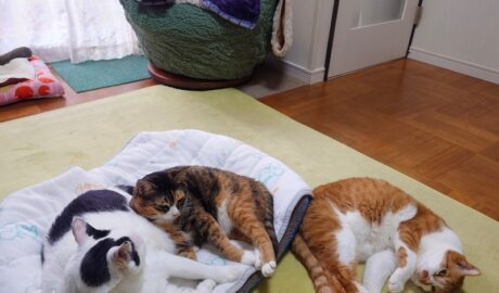 coco & fumi & Lin & Ryu