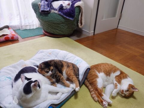 coco & fumi & Lin & Ryu