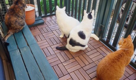 coco & fumi & Lin & Ryu