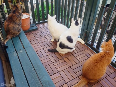 coco & fumi & Lin & Ryu