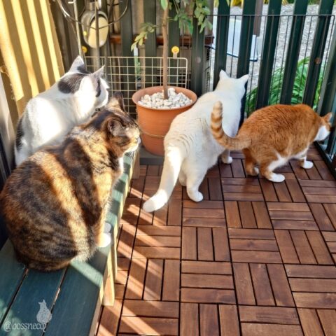 coco & fumi & Lin & Ryu