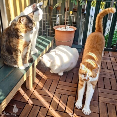 coco & fumi & Lin & Ryu