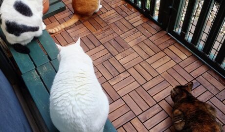 coco & fumi & Lin & Ryu