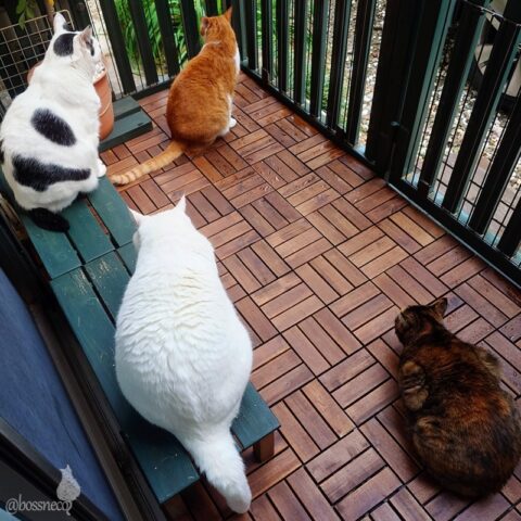 coco & fumi & Lin & Ryu