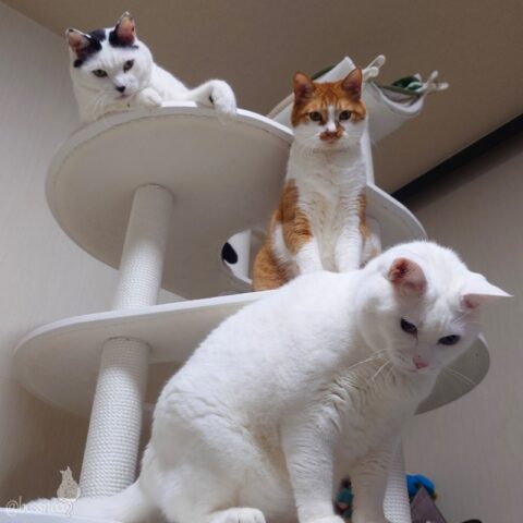 coco & fumi & Ryu