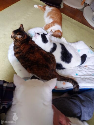 coco & fumi & Lin & Ryu