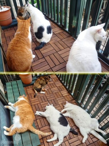 coco & fumi & Lin & Ryu