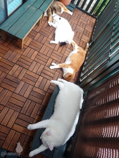 coco & fumi & Lin & Ryu