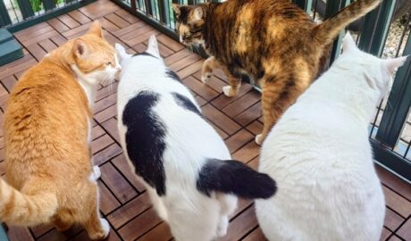 coco & fumi & Lin & Ryu