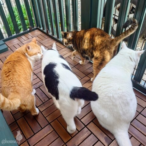 coco & fumi & Lin & Ryu