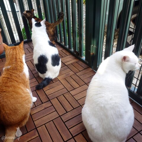 coco & fumi & Lin & Ryu